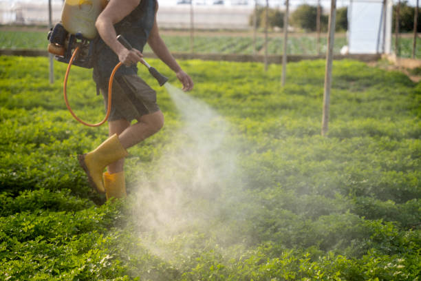 Best Wasp Removal Services  in Preston, TX