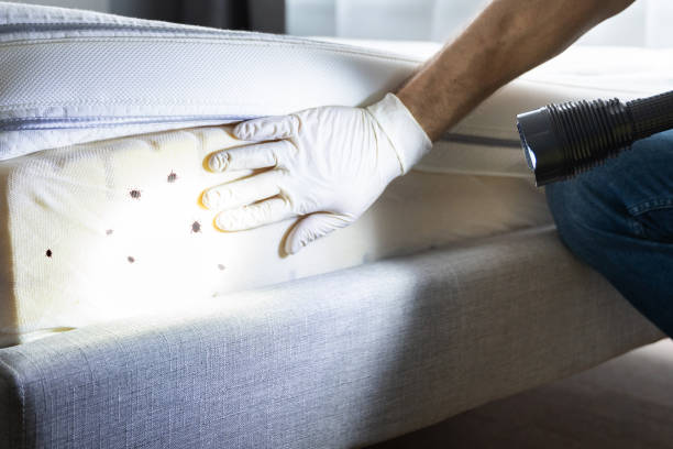 Best Emergency Pest Control  in Preston, TX
