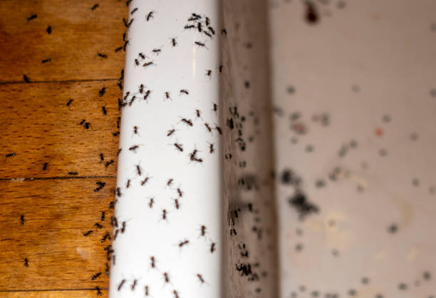 Insect Control in Preston, TX