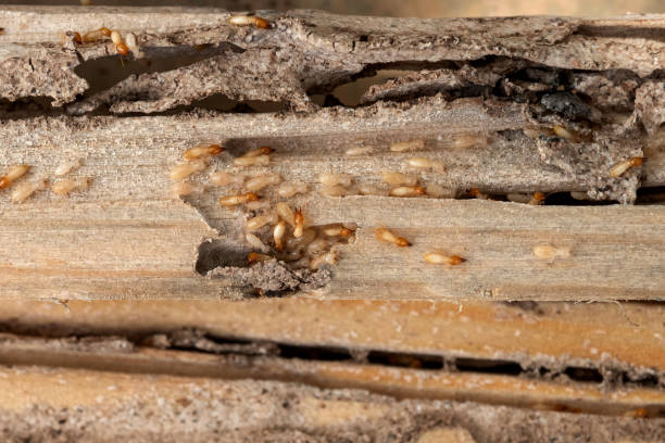 Pest Prevention Services in Preston, TX