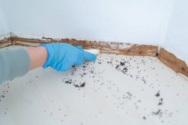 Best Cockroach Control Services  in Preston, TX